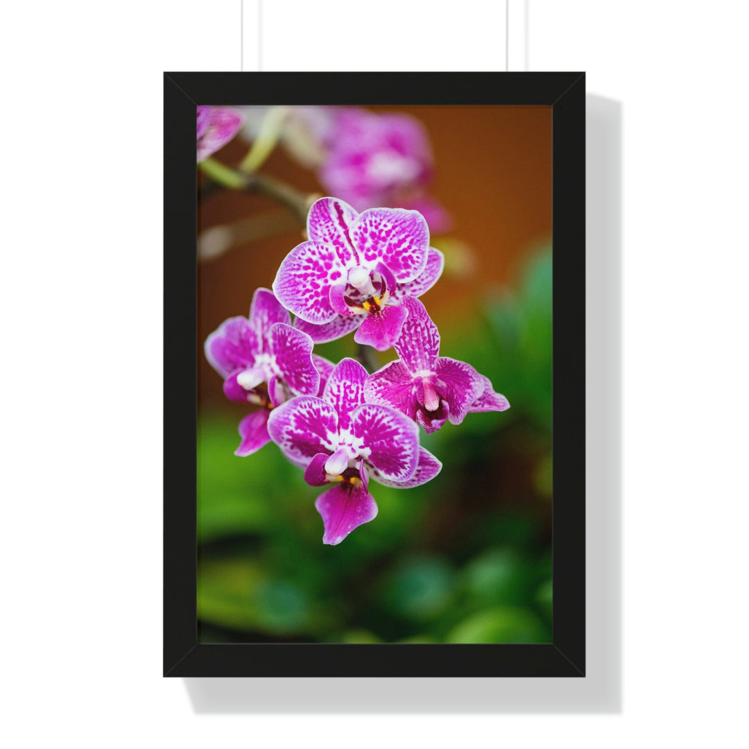 Spotted Orchid - Framed Print - Visiting This World