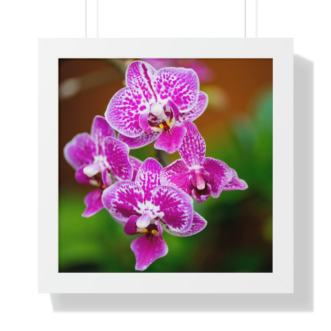 Spotted Orchid - Framed Print - Visiting This World