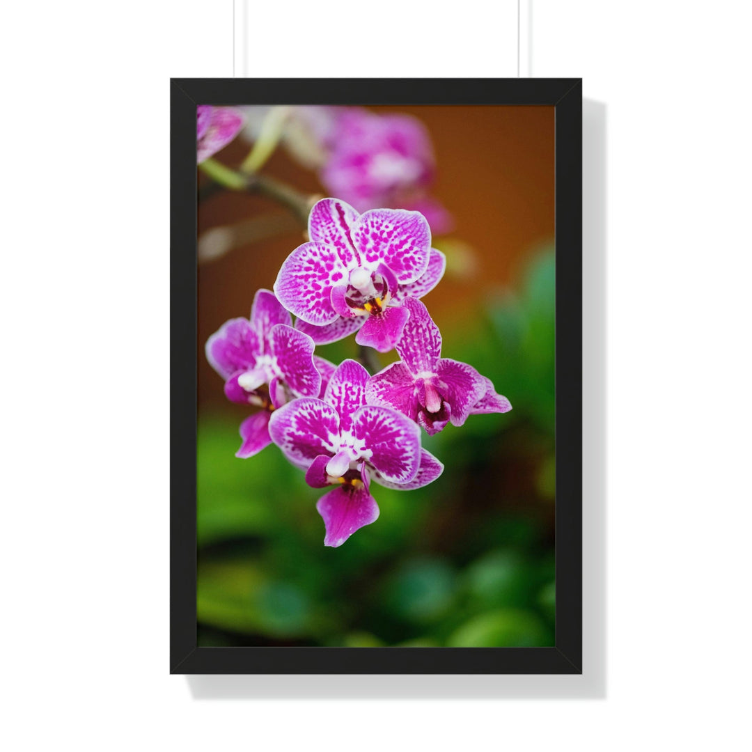 Spotted Orchid - Framed Print - Visiting This World