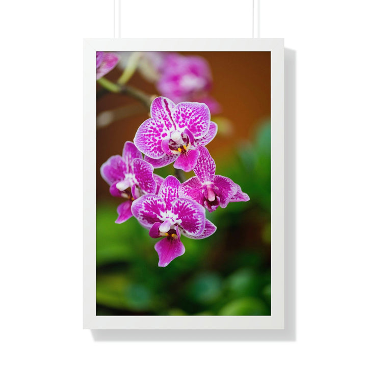 Spotted Orchid - Framed Print - Visiting This World