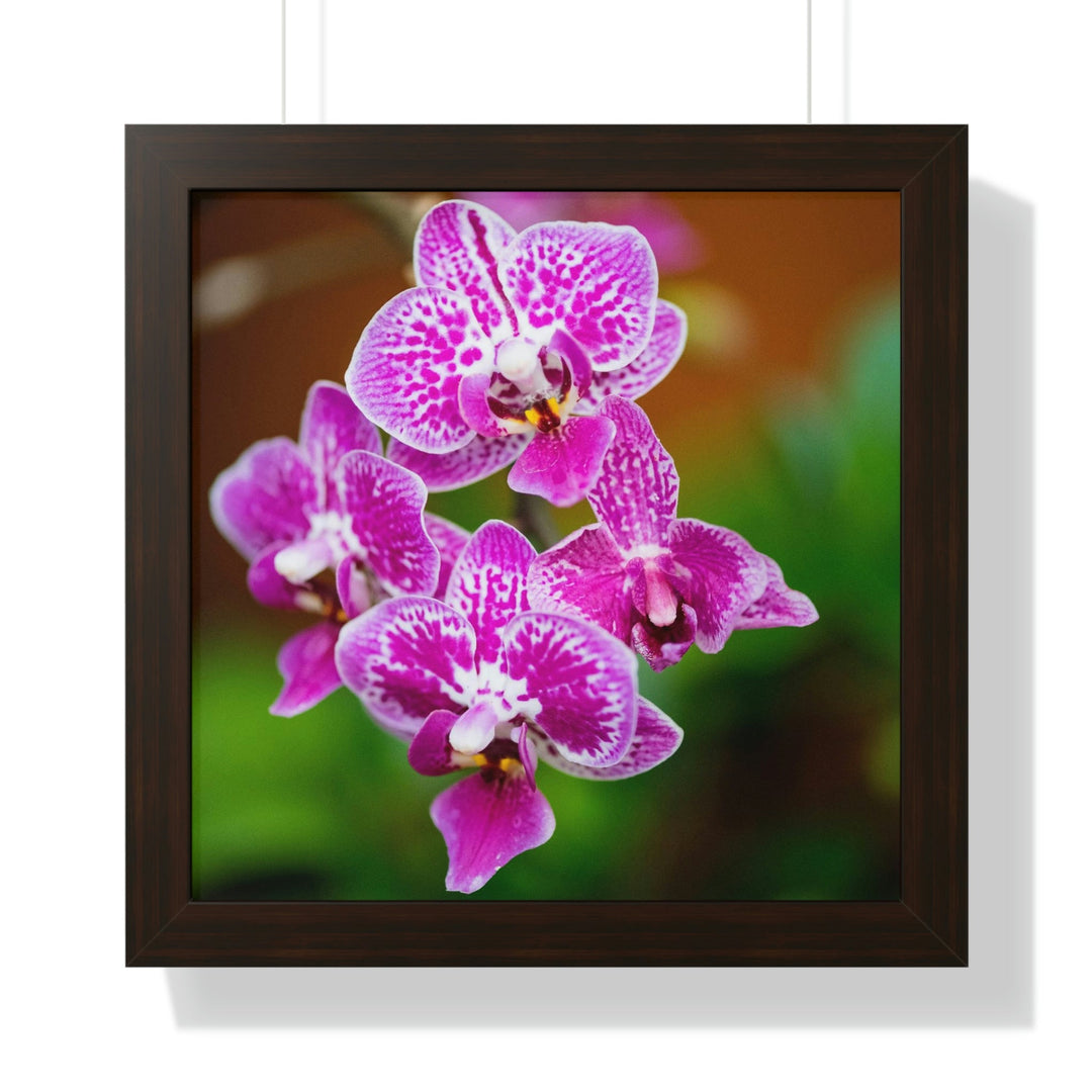 Spotted Orchid - Framed Print - Visiting This World