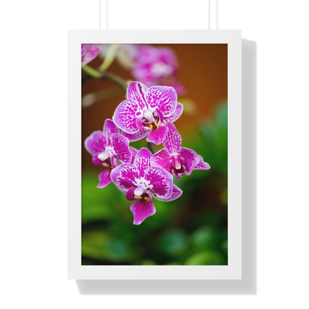 Spotted Orchid - Framed Print - Visiting This World