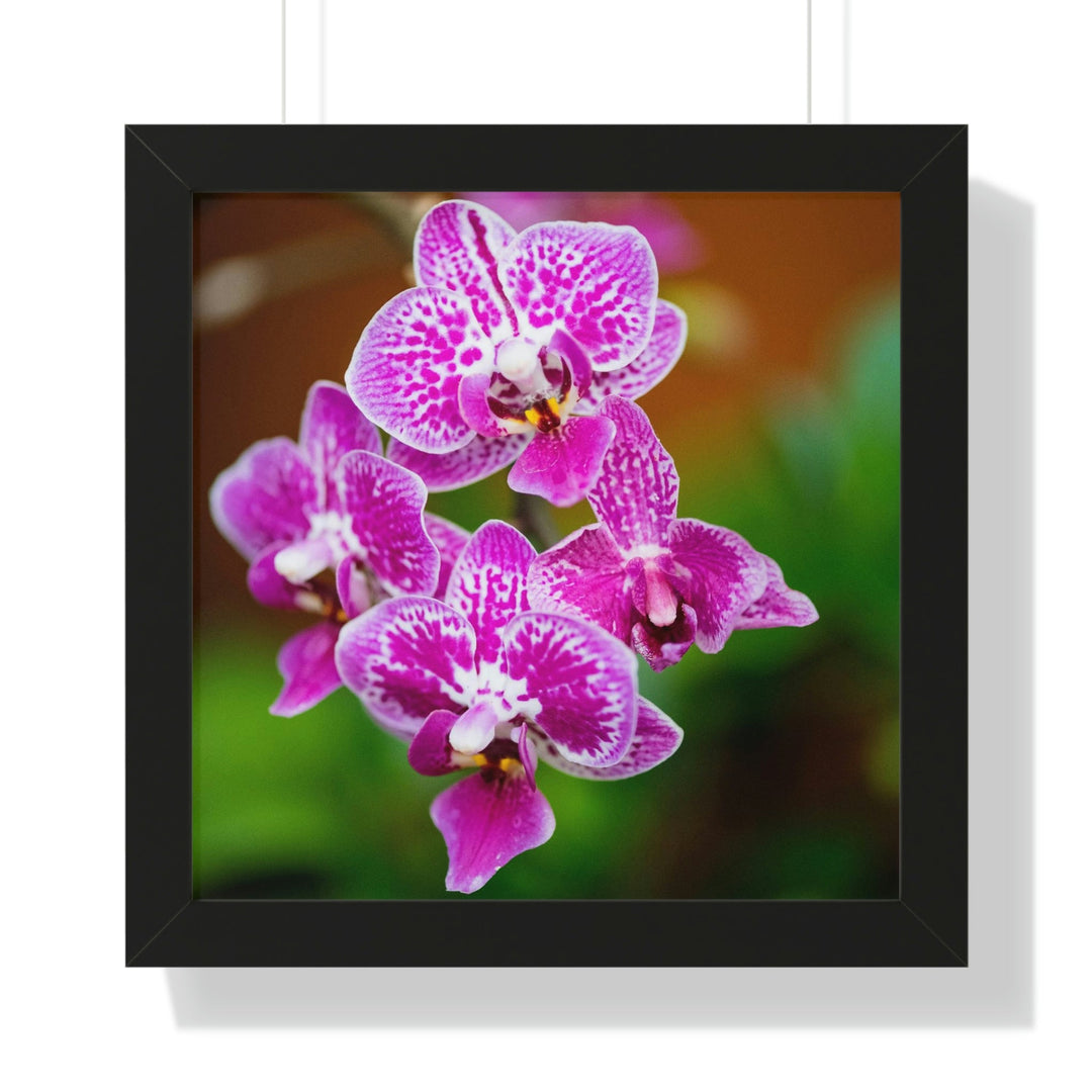 Spotted Orchid - Framed Print - Visiting This World