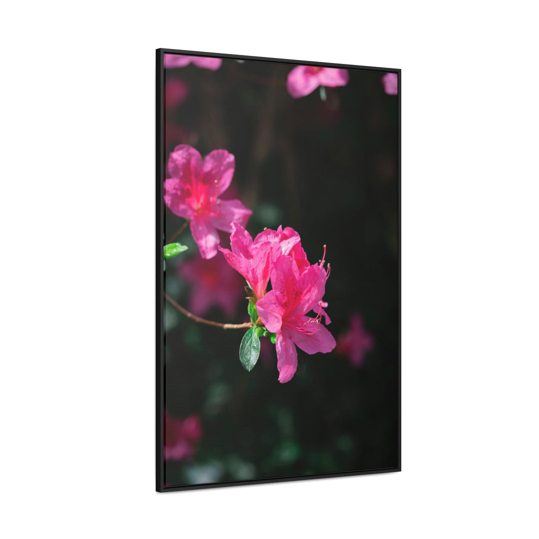 Standout Azalea - Canvas with Frame - Visiting This World