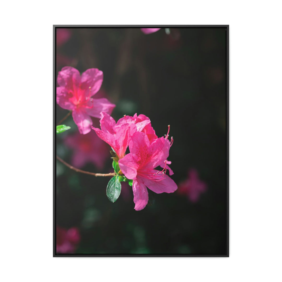 Standout Azalea - Canvas with Frame - Visiting This World