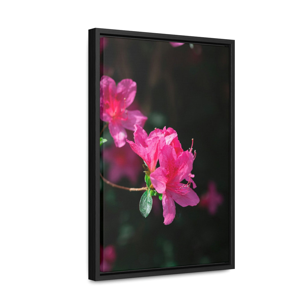 Standout Azalea - Canvas with Frame - Visiting This World