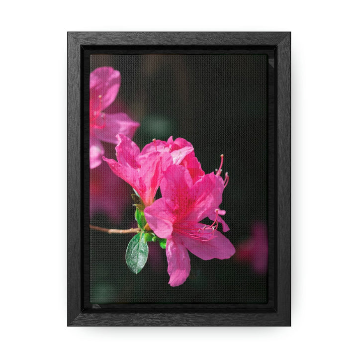 Standout Azalea - Canvas with Frame - Visiting This World