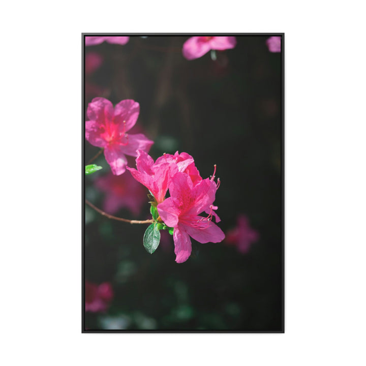 Standout Azalea - Canvas with Frame - Visiting This World