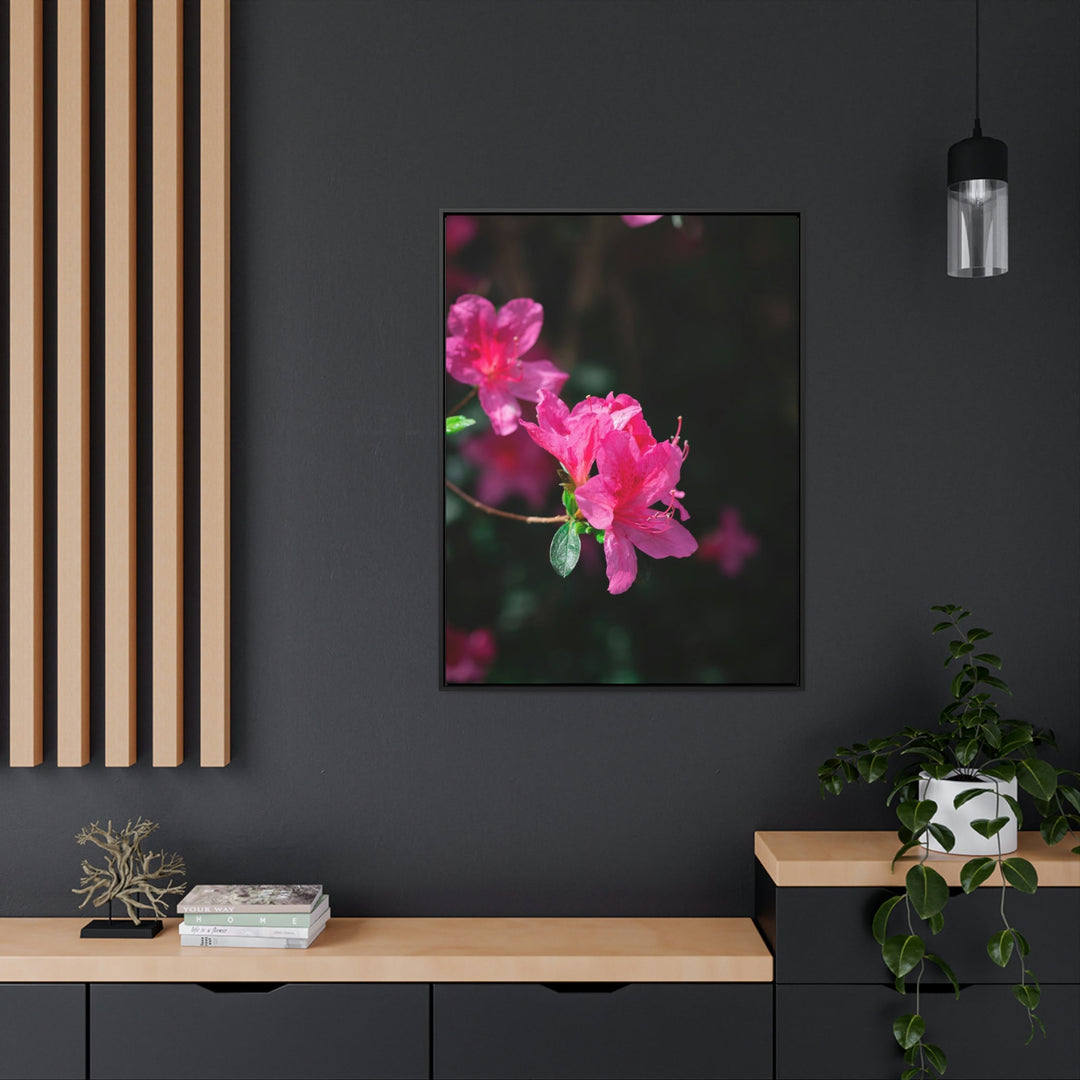 Standout Azalea - Canvas with Frame - Visiting This World