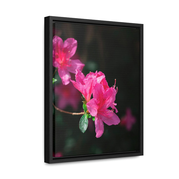 Standout Azalea - Canvas with Frame - Visiting This World