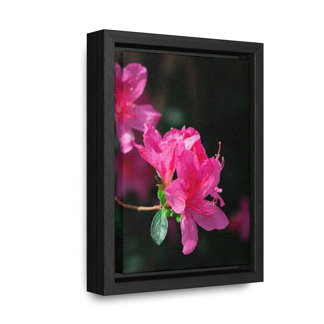 Standout Azalea - Canvas with Frame - Visiting This World