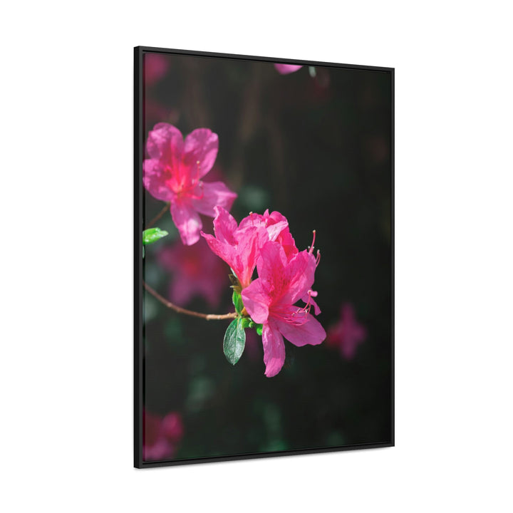 Standout Azalea - Canvas with Frame - Visiting This World