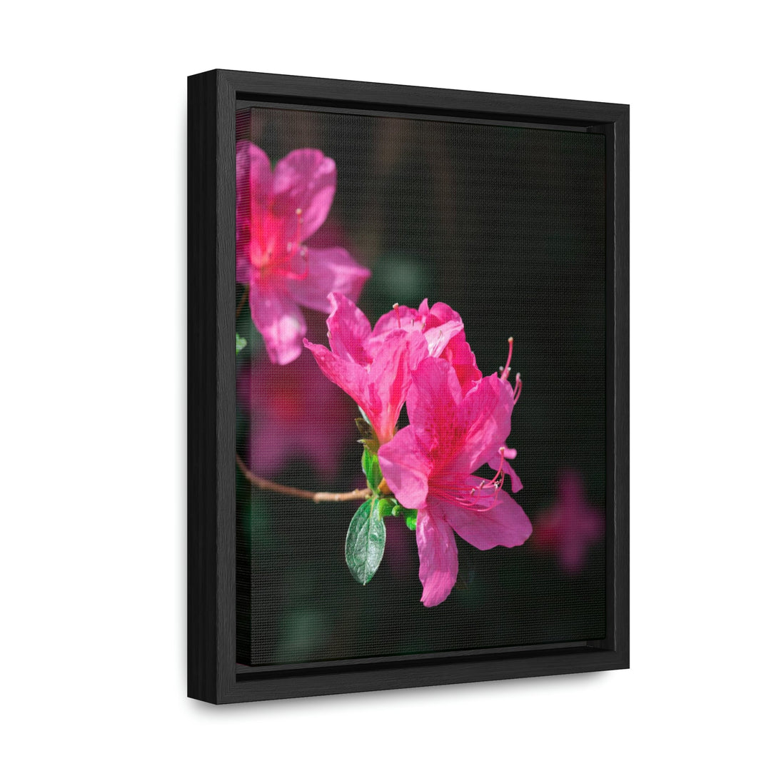 Standout Azalea - Canvas with Frame - Visiting This World