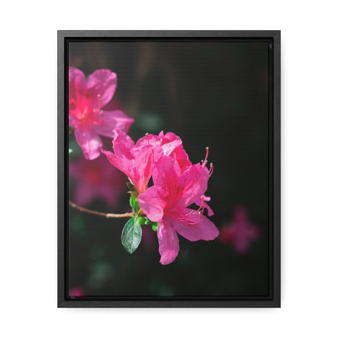 Standout Azalea - Canvas with Frame - Visiting This World