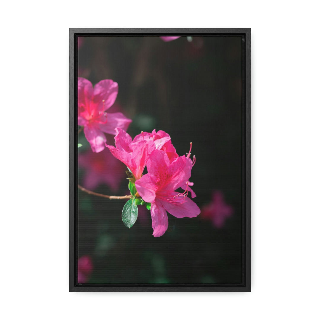 Standout Azalea - Canvas with Frame - Visiting This World