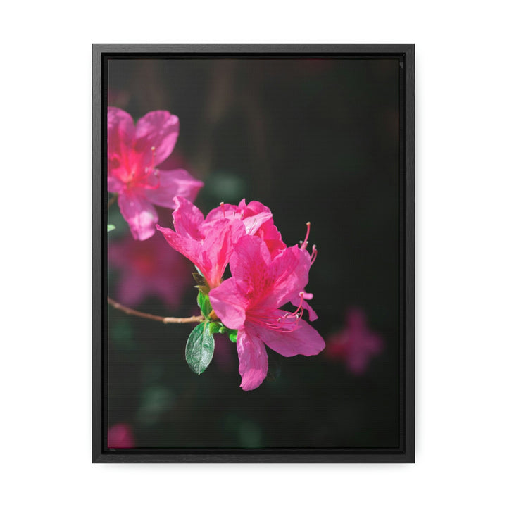 Standout Azalea - Canvas with Frame - Visiting This World