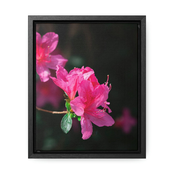 Standout Azalea - Canvas with Frame - Visiting This World