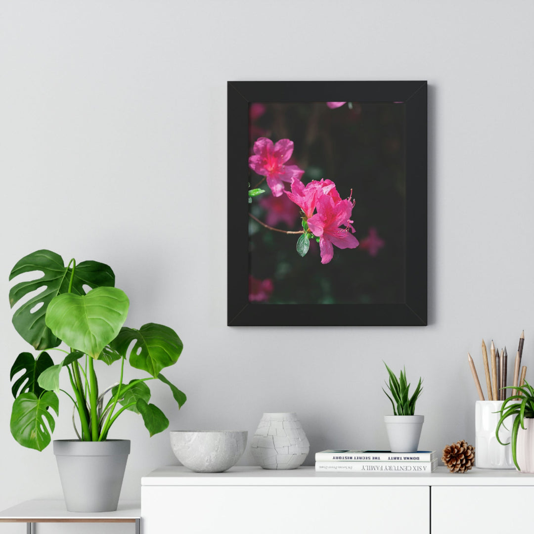 Standout Azalea - Framed Print - Visiting This World