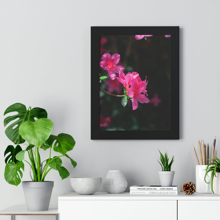 Standout Azalea - Framed Print - Visiting This World