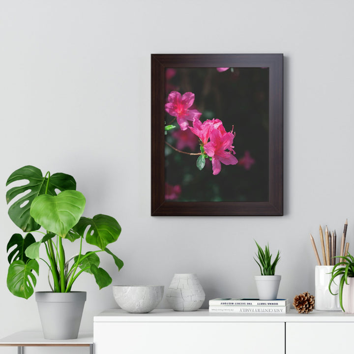 Standout Azalea - Framed Print - Visiting This World