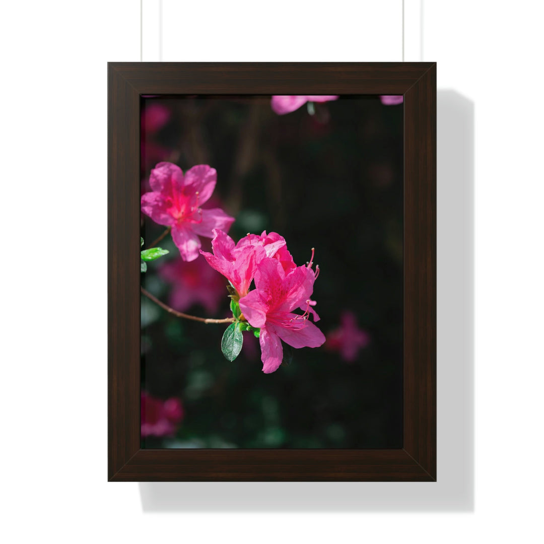 Standout Azalea - Framed Print - Visiting This World