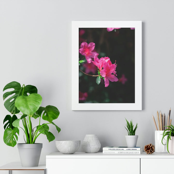 Standout Azalea - Framed Print - Visiting This World