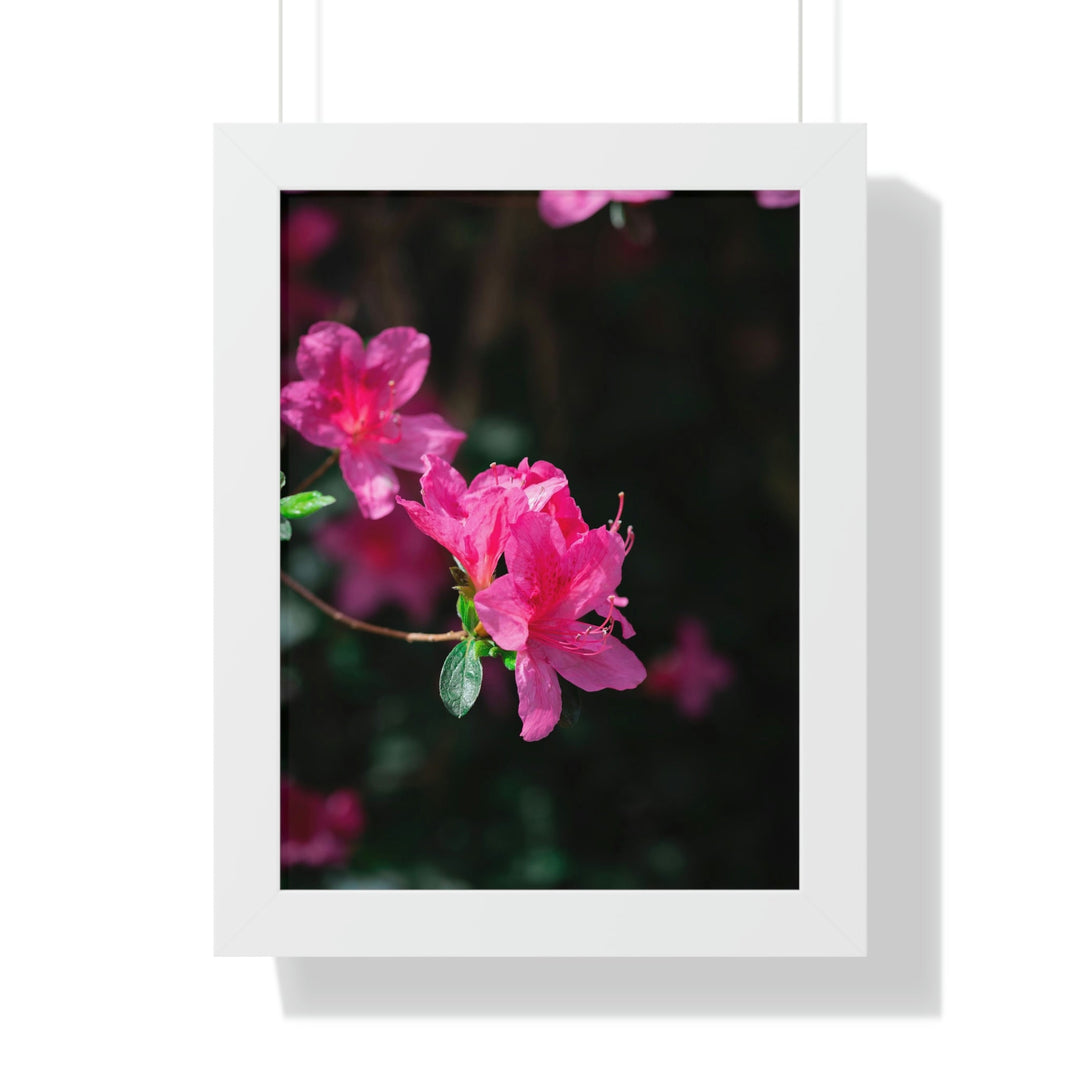 Standout Azalea - Framed Print - Visiting This World