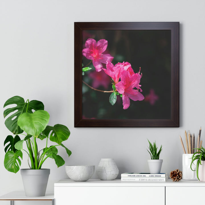 Standout Azalea - Framed Print - Visiting This World