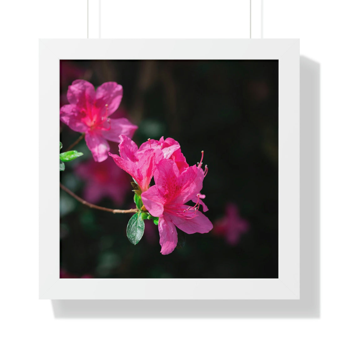 Standout Azalea - Framed Print - Visiting This World