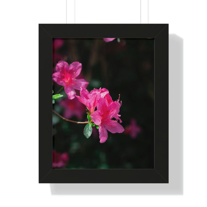 Standout Azalea - Framed Print - Visiting This World