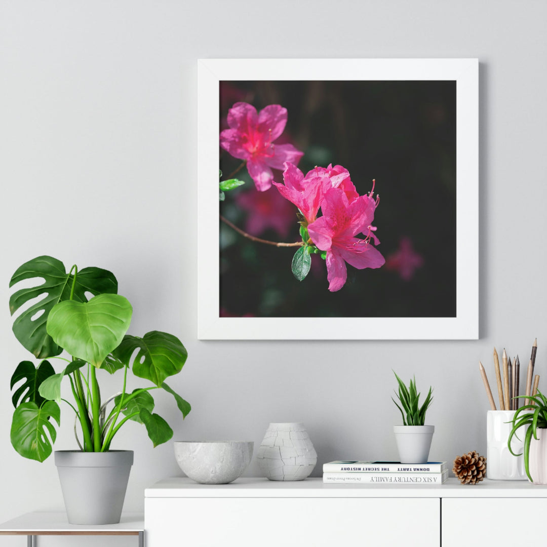 Standout Azalea - Framed Print - Visiting This World