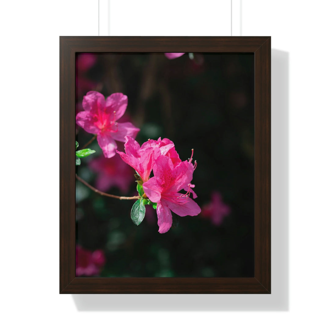 Standout Azalea - Framed Print - Visiting This World