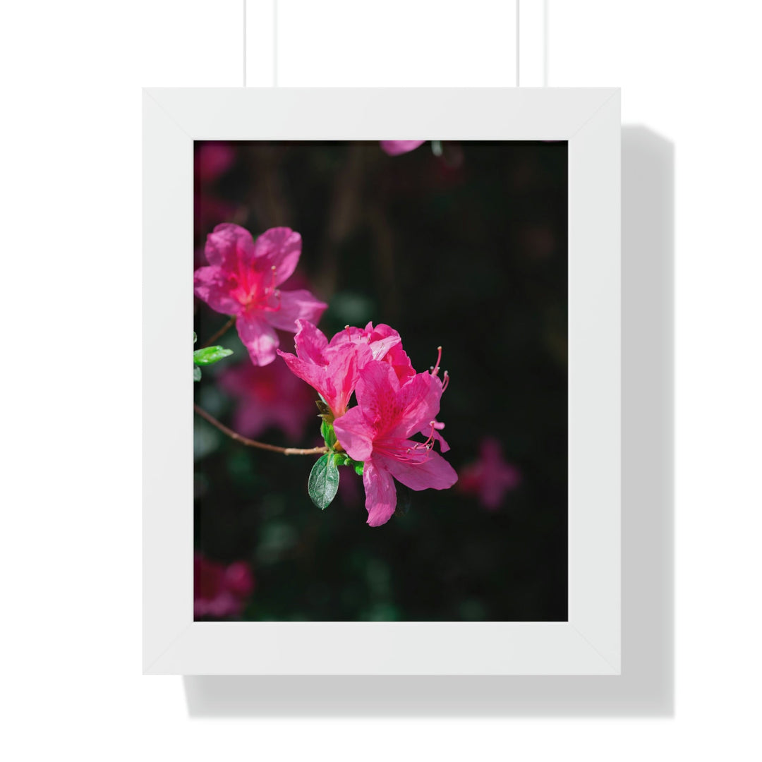 Standout Azalea - Framed Print - Visiting This World