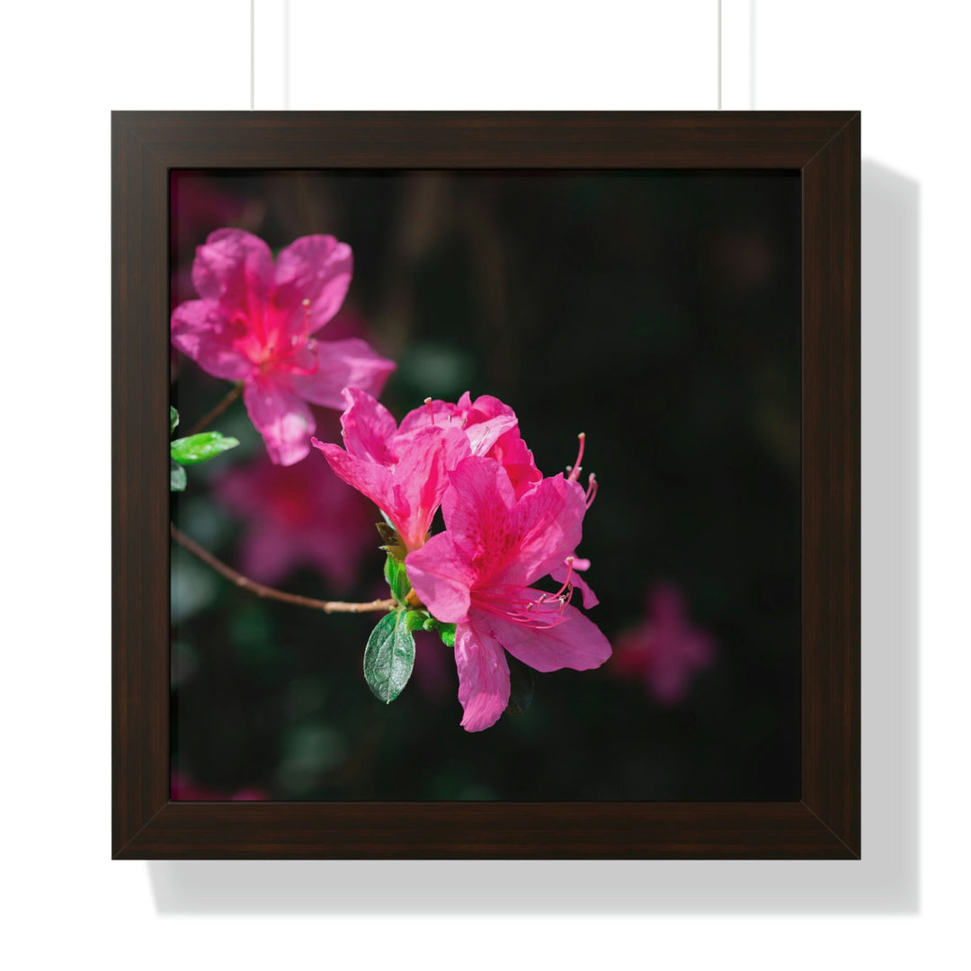 Standout Azalea - Framed Print - Visiting This World