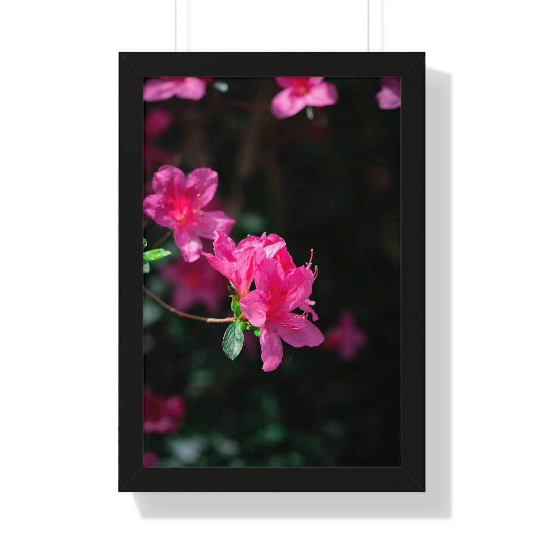 Standout Azalea - Framed Print - Visiting This World