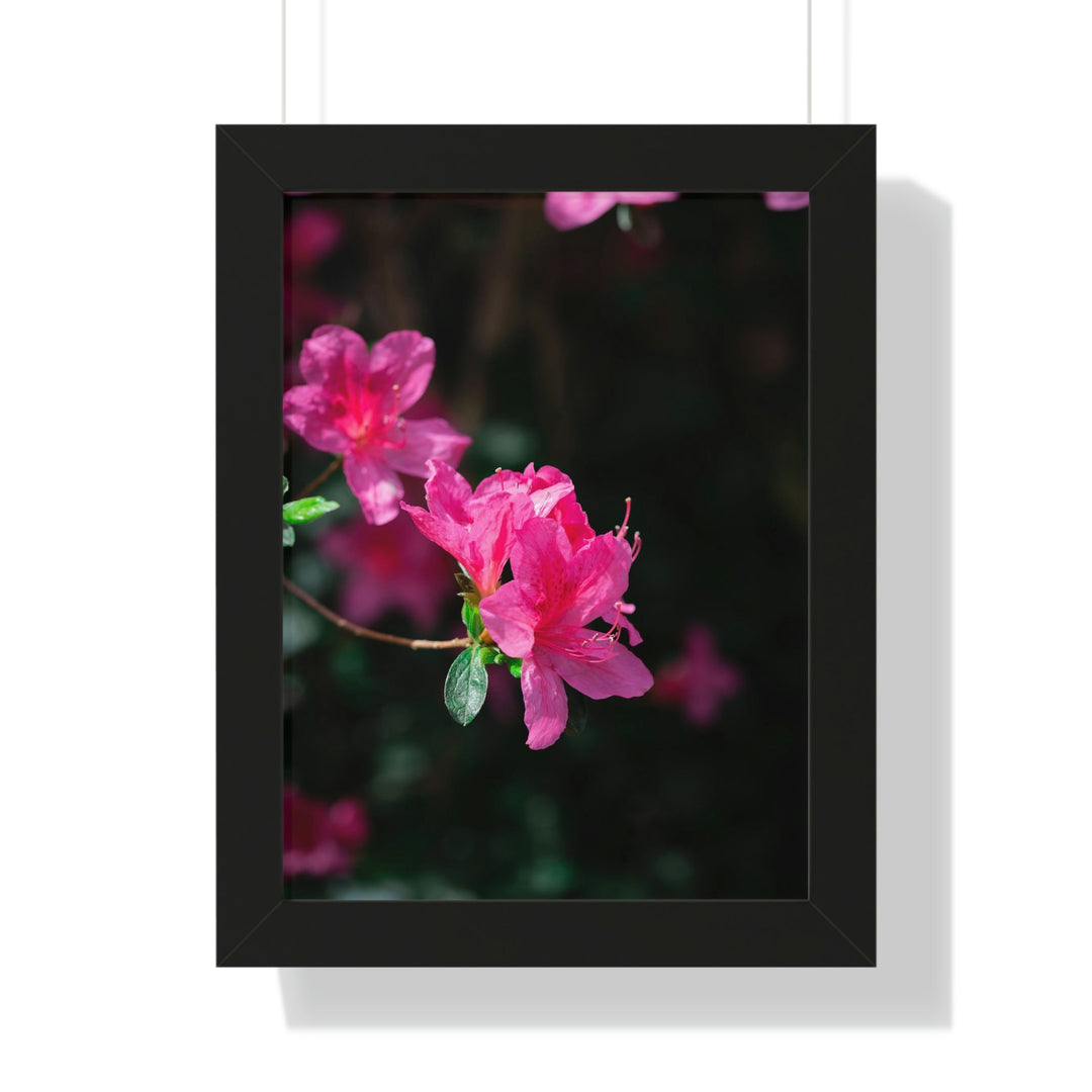 Standout Azalea - Framed Print - Visiting This World