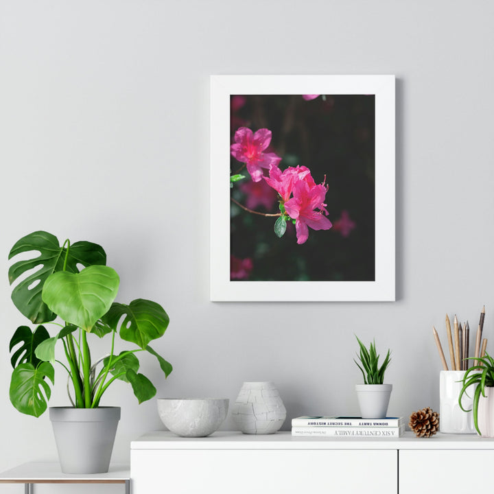 Standout Azalea - Framed Print - Visiting This World