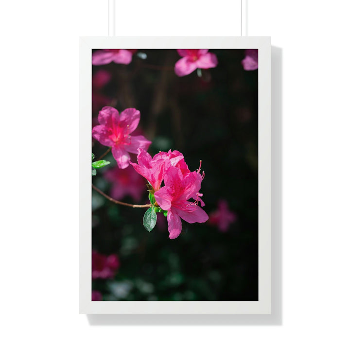 Standout Azalea - Framed Print - Visiting This World