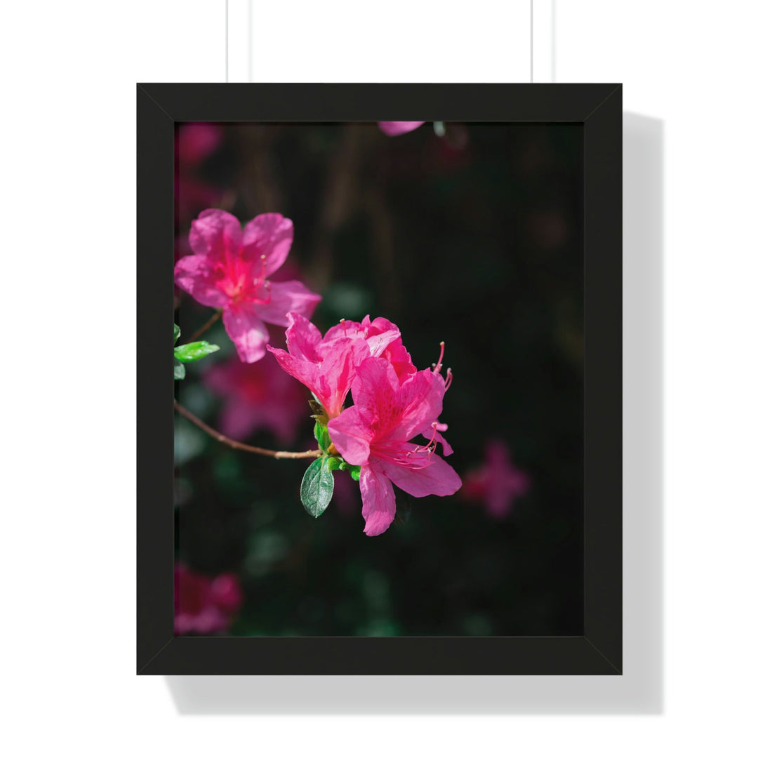 Standout Azalea - Framed Print - Visiting This World