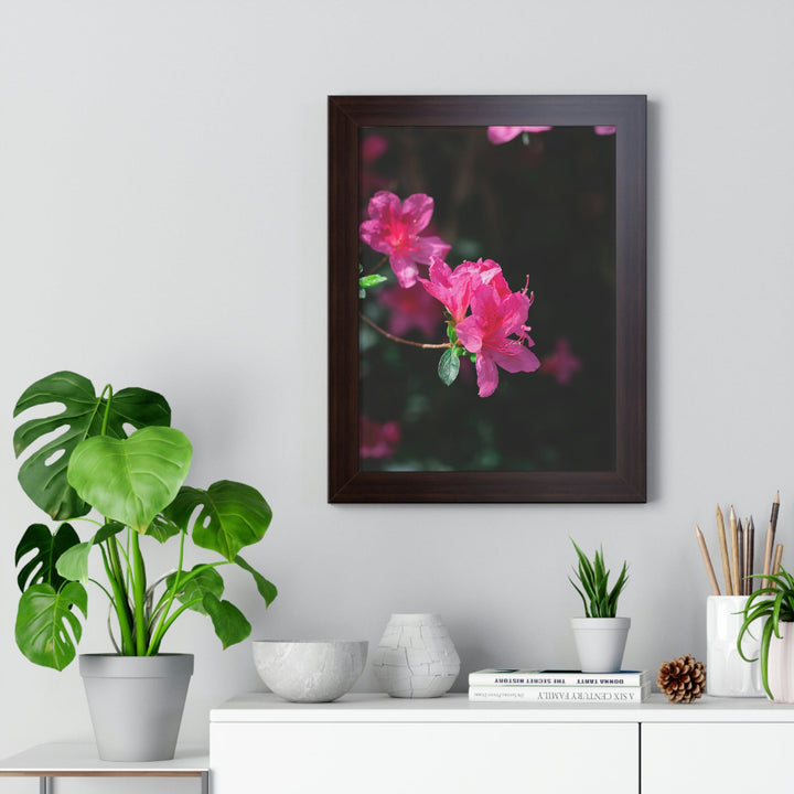 Standout Azalea - Framed Print - Visiting This World