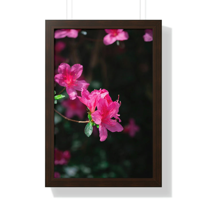 Standout Azalea - Framed Print - Visiting This World