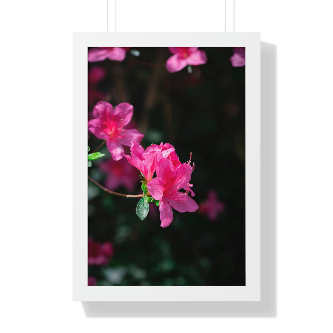 Standout Azalea - Framed Print - Visiting This World