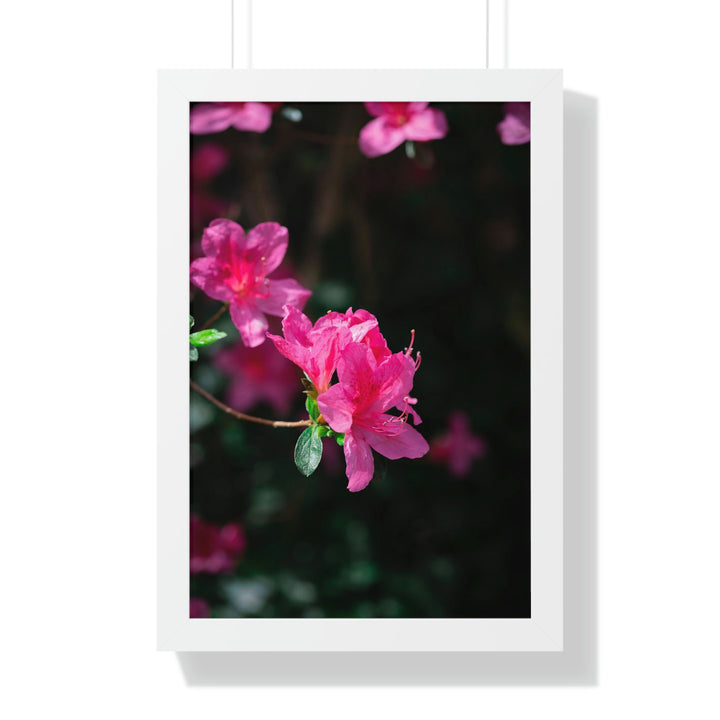 Standout Azalea - Framed Print - Visiting This World