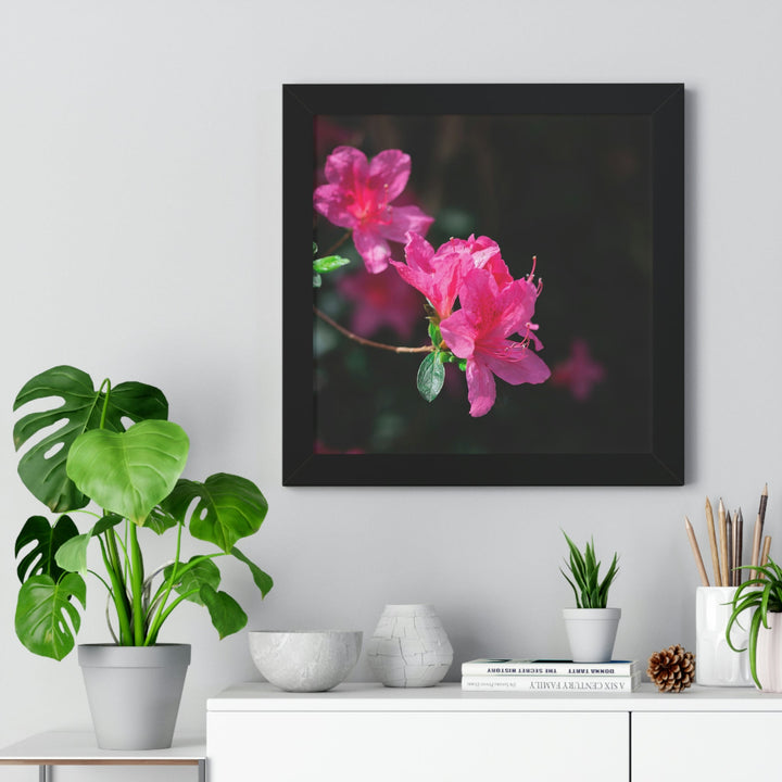 Standout Azalea - Framed Print - Visiting This World