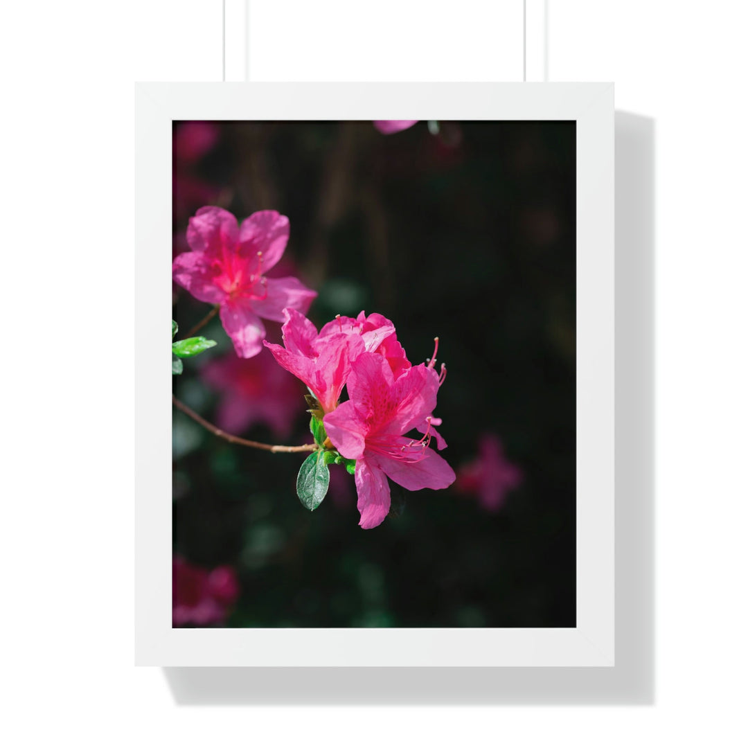 Standout Azalea - Framed Print - Visiting This World