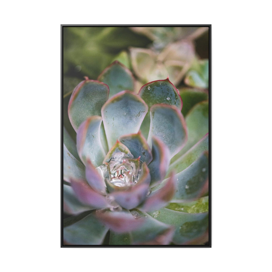 Stunning Succulent - Canvas with Frame - Visiting This World