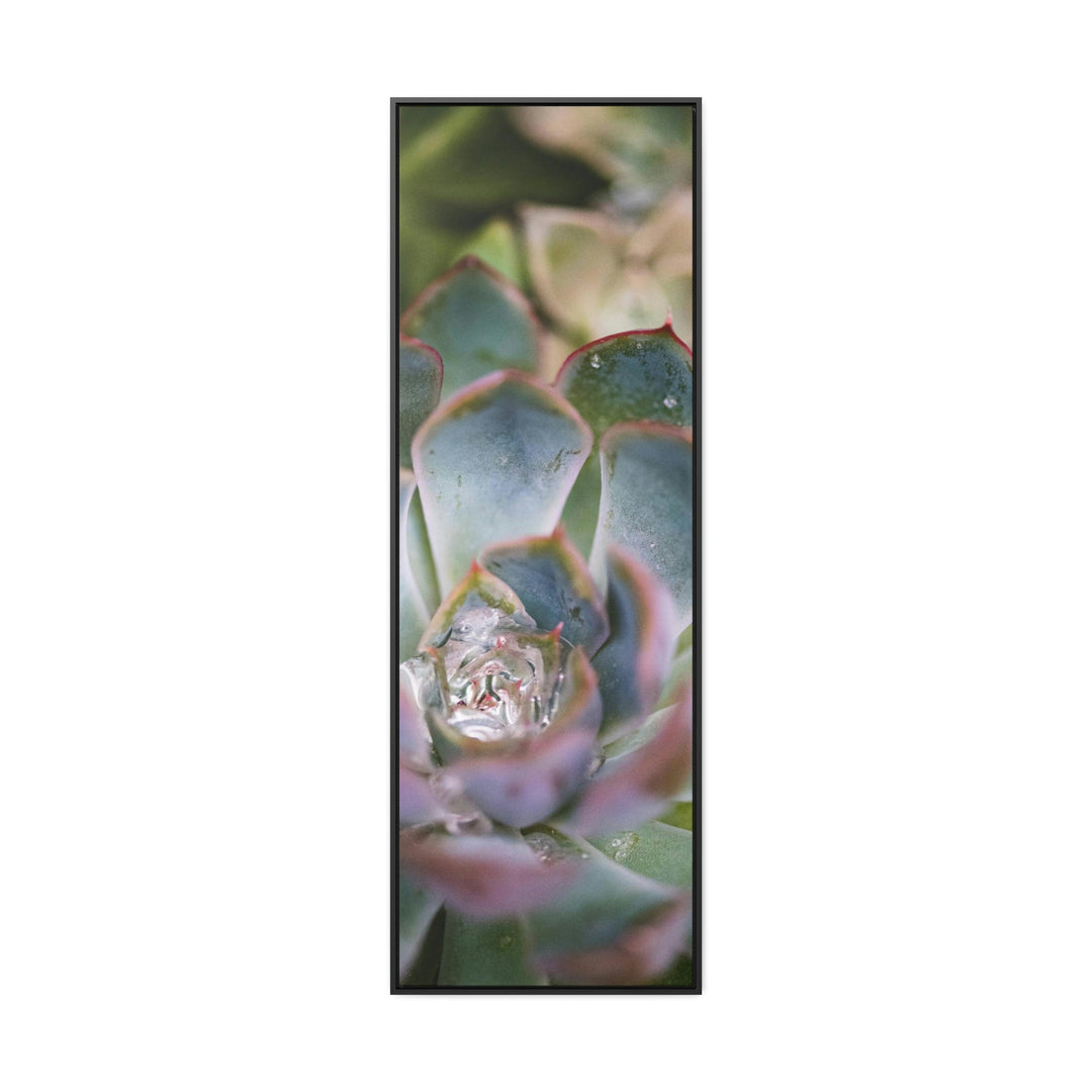 Stunning Succulent - Canvas with Frame - Visiting This World