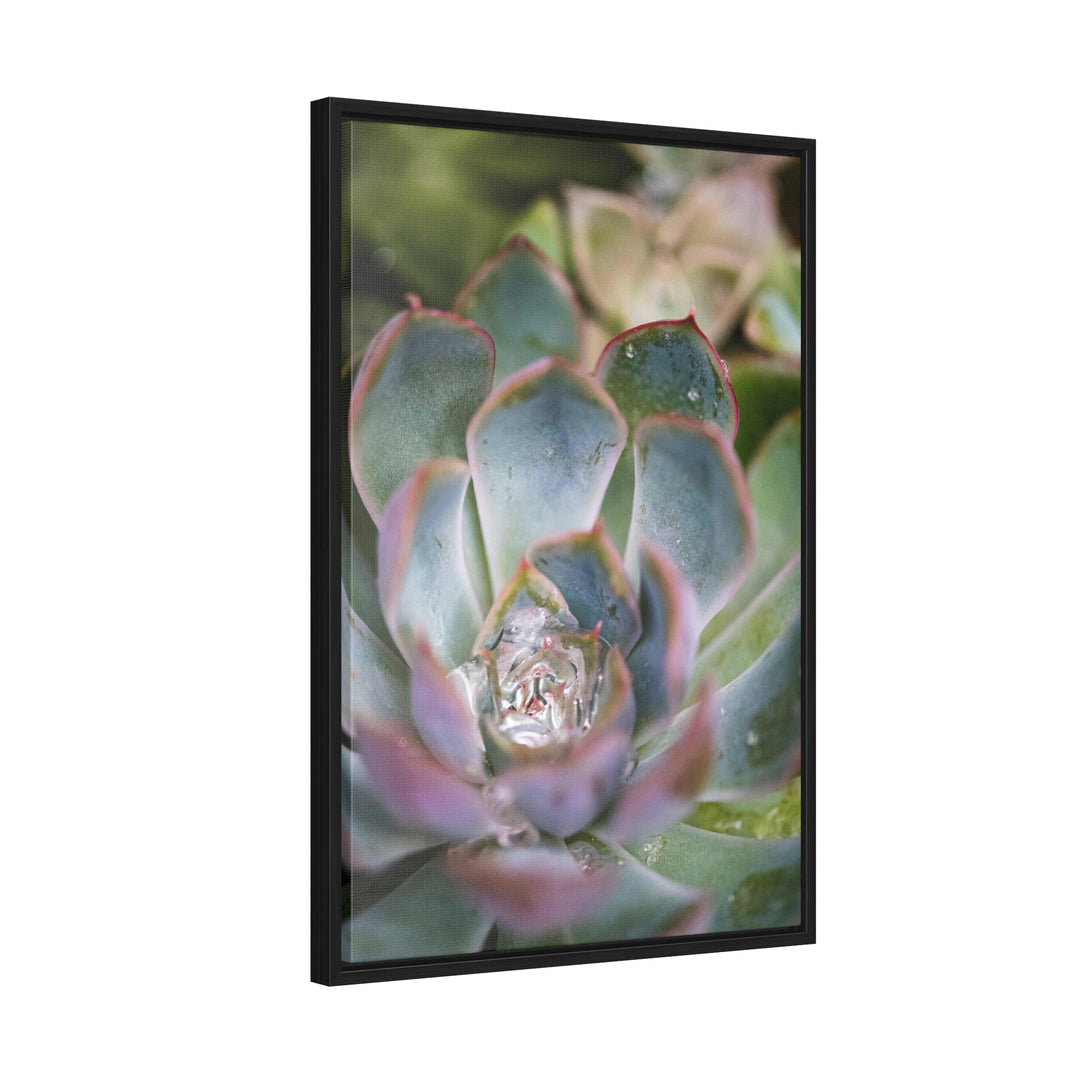 Stunning Succulent - Canvas with Frame - Visiting This World