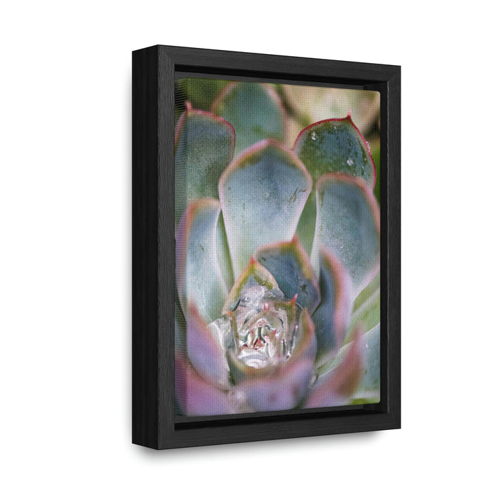 Stunning Succulent - Canvas with Frame - Visiting This World