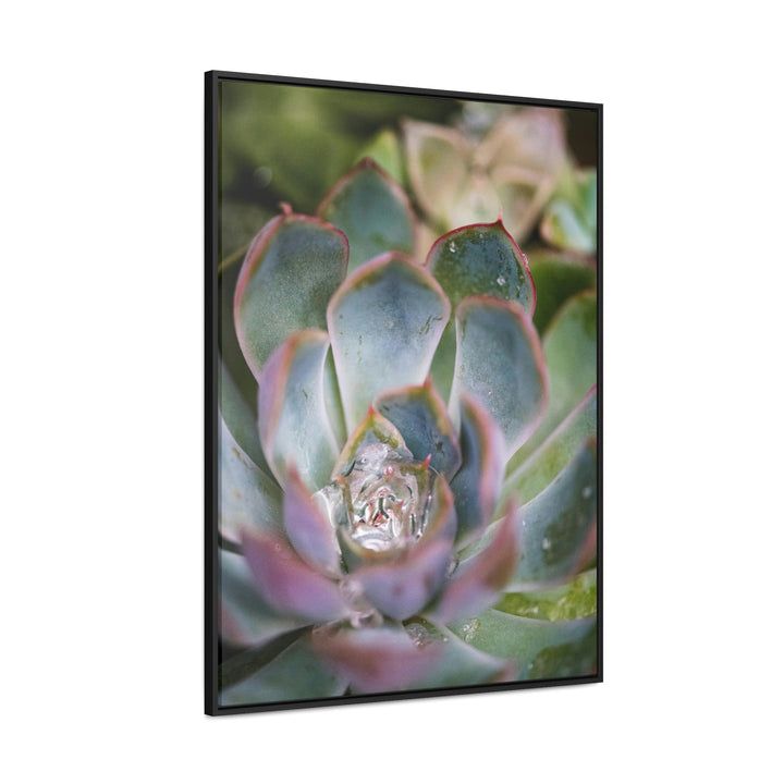 Stunning Succulent - Canvas with Frame - Visiting This World